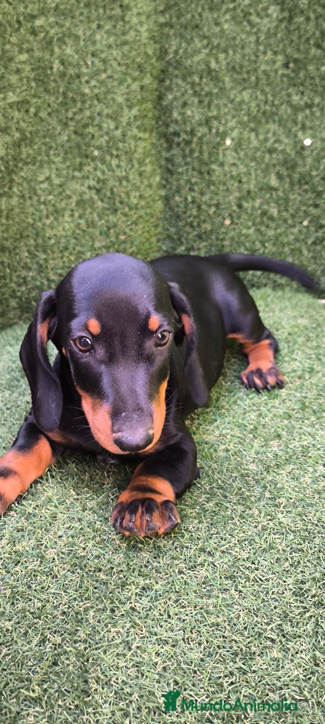 Teckel Miniatura perros en venta: teckel canichen  negro fuego  - Imagen 11