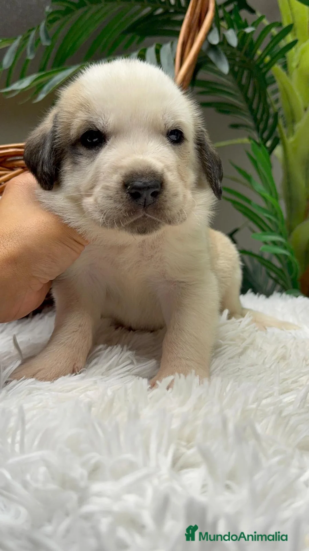 Mastín Español perros en venta: MASTIN ESPAÑOL - Anuncio 17