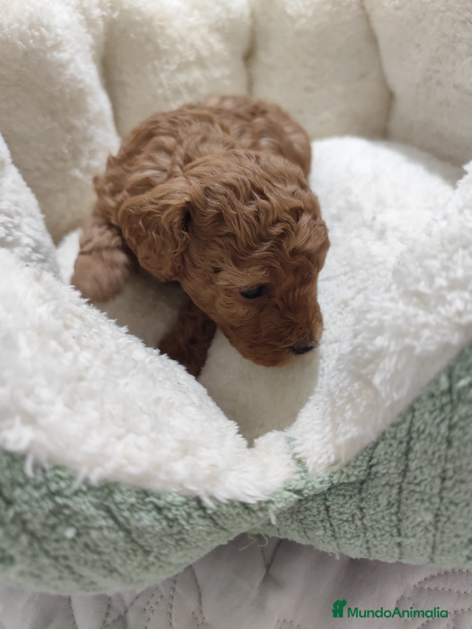 Caniche Toy perros en venta: Caniche Toy - Anuncio 11
