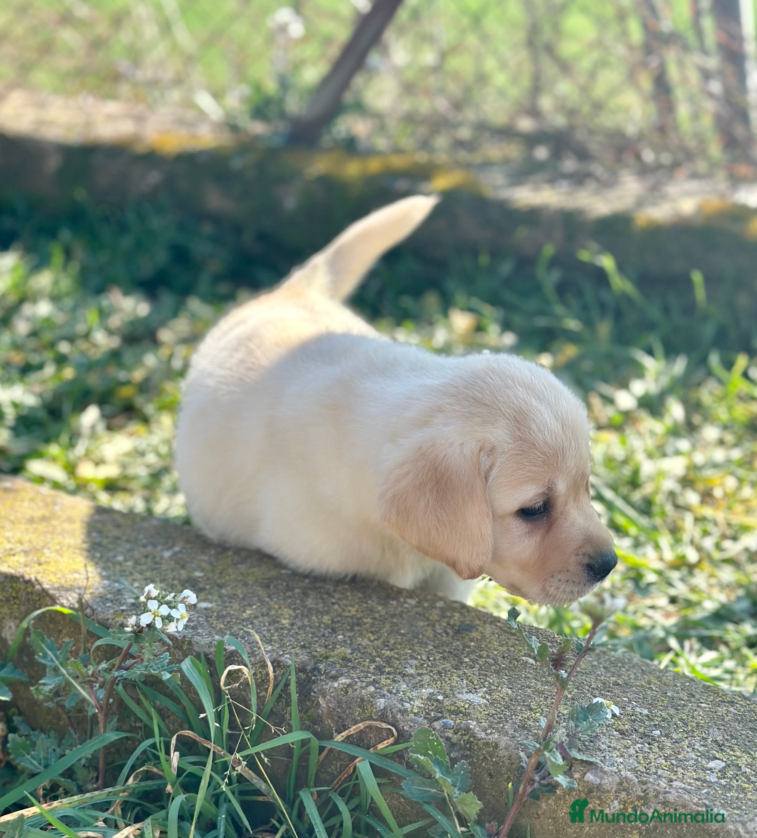 Labrador Retriever perros LABRADOR HEMBRA DISPONIBLE en Barcelona - Anuncio 33