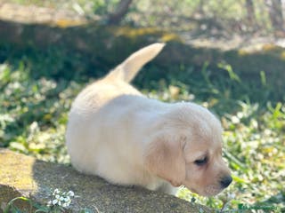 Labrador Retriever perros LABRADOR HEMBRA DISPONIBLE en Barcelona - Anuncio 20