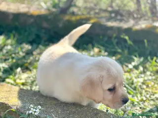Labrador Retriever perros LABRADOR HEMBRA DISPONIBLE en Barcelona - Anuncio 19