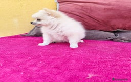 Pomerania perros en venta: Pomerania toy macho blanco  - Imagen 19