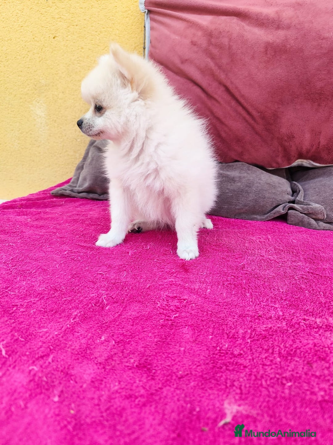 Pomerania perros en venta: Pomerania toy macho blanco  - Imagen 19