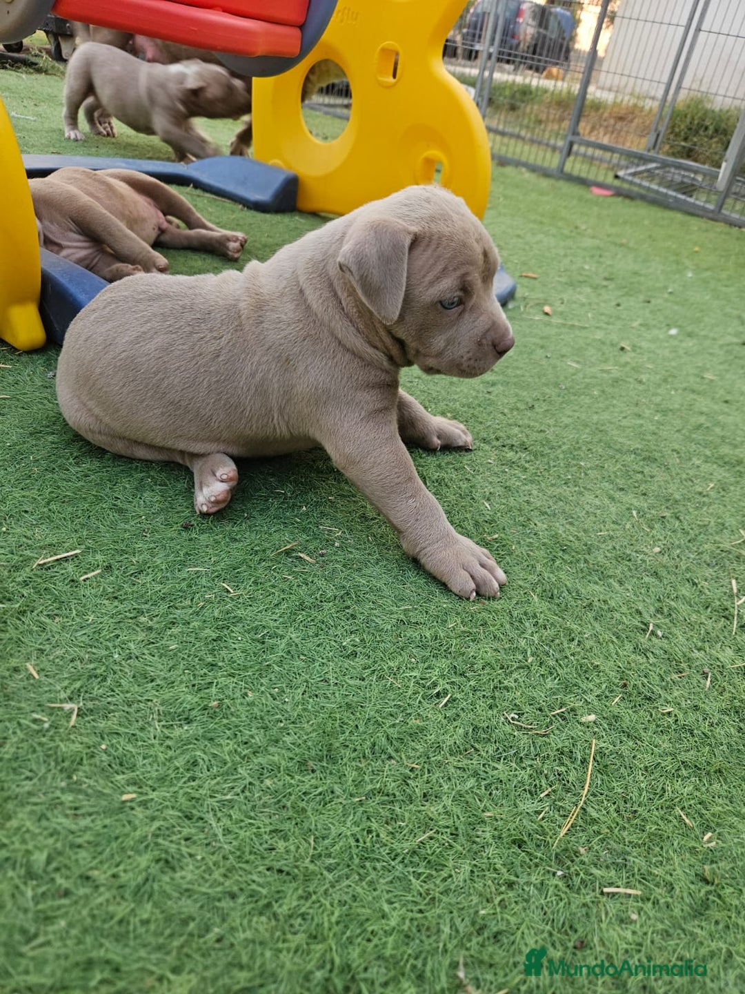 American Bully perros en venta: American bully pocket  - Imagen 6