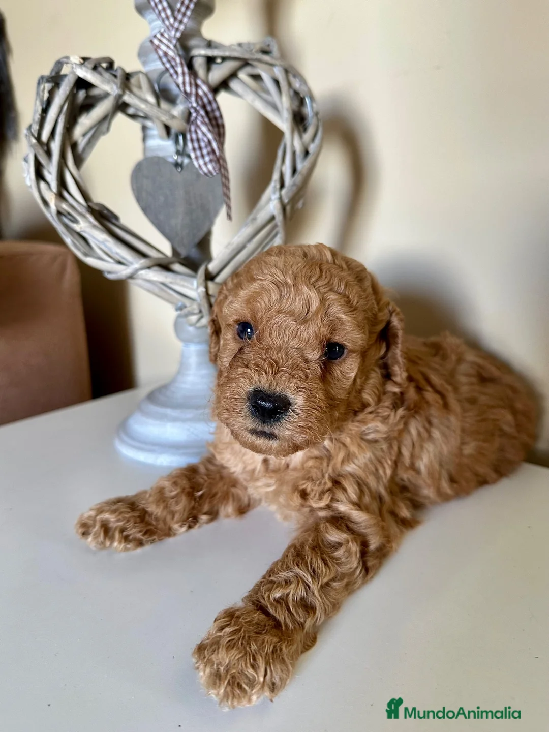 Caniche Enano perros en venta: Increíble camada de Caniche - Anuncio 2