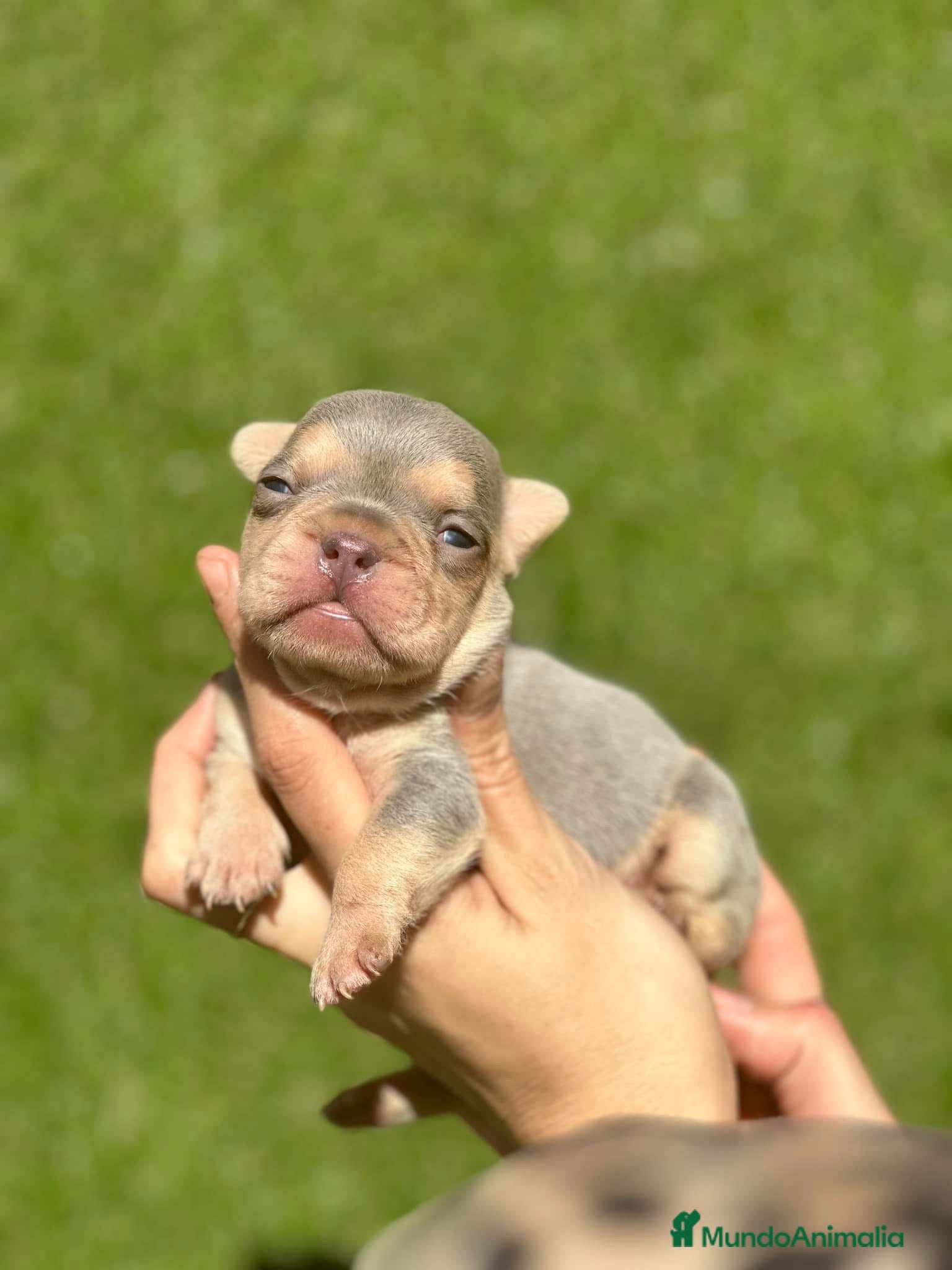 Bulldog Francés perros en venta: bulldog frances  - Anuncio 4