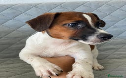 Jack Russell Terrier perros en venta: JACK RUSSELL  - Imagen 2