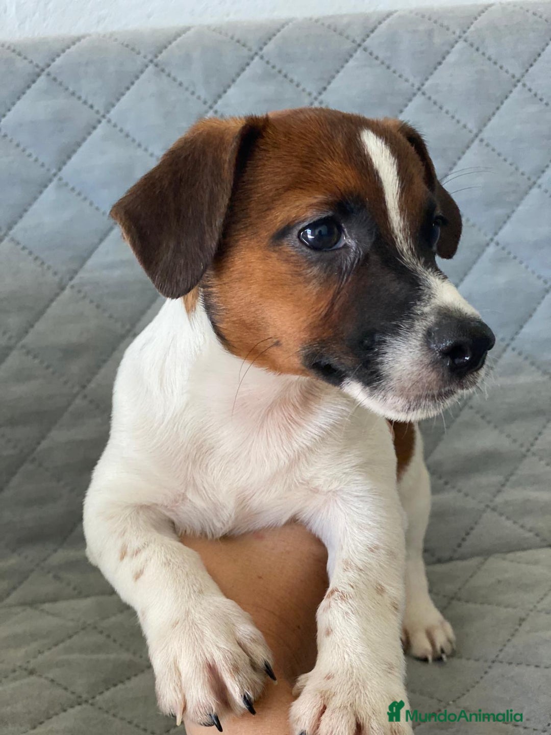 Jack Russell Terrier perros en venta: JACK RUSSELL  - Imagen 2
