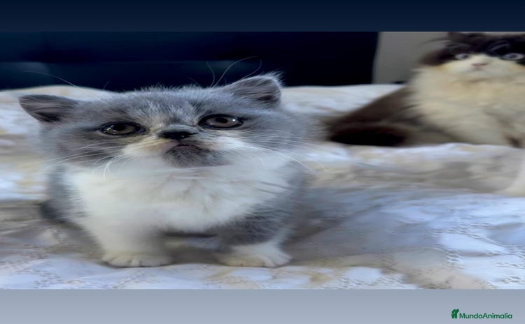 Británico de Pelo Corto gatos - Anuncio 1
