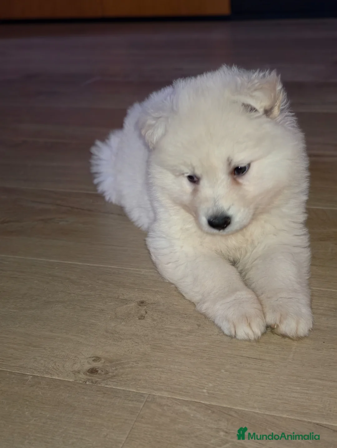 Pastor Blanco Suizo perros en venta: Pastor blanco suizo  - Anuncio 2