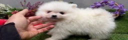 Pomerania perros en venta: Pomerania excelente cachorro. - Anuncio 4