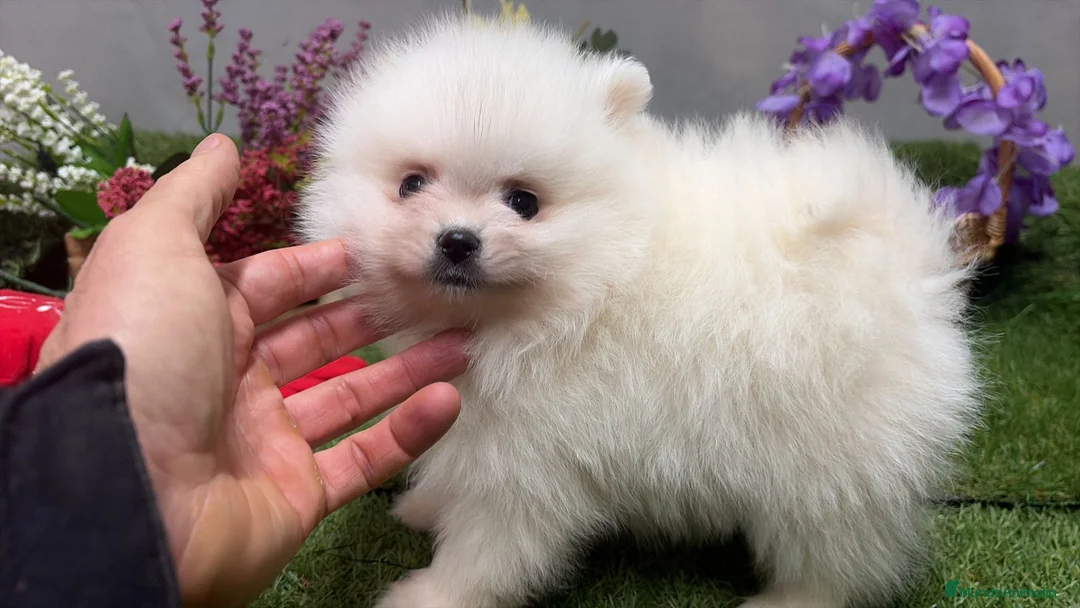 Pomerania perros en venta: Pomerania excelente cachorro. - Anuncio 4