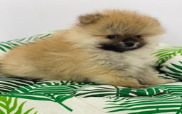 Pomerania perros en venta: POMERANIA - Imagen 1