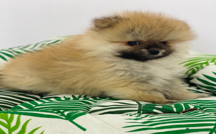 Pomerania perros - Propaganda 3
