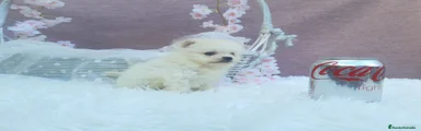 Pomerania Cachorro 7