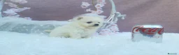 Pomerania perros en venta: PRECIOSO CACHORITO DE POMERANIA TOY    - Anuncio 16