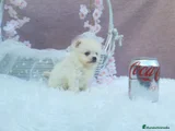 Pomerania Cachorro 7