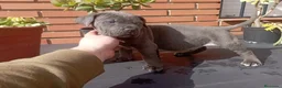 Cane Corso perros en venta: CANE CORSO BLUE GRAN CALIDAD  - Anuncio 3