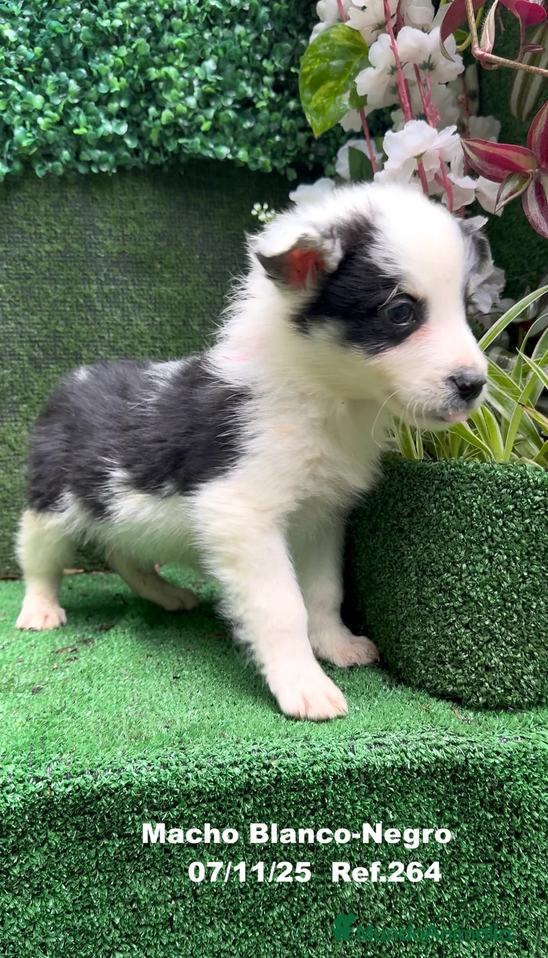 Border Collie perros en venta: Border Collie  - Anuncio 23
