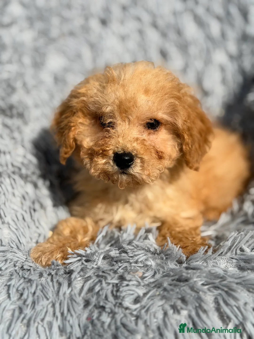 Maltipoo perros en venta: Maltipoo Toy Apricot  - Anuncio 4