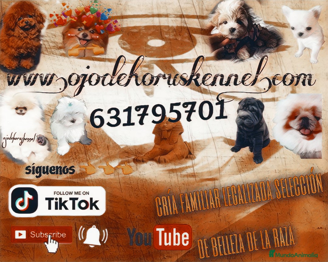 Chihuahua perros en venta: Chihuahua pelo largo y pelo corto  - Imagen 8