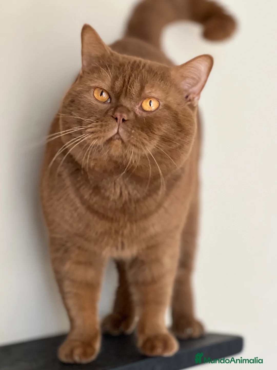 Británico de Pelo Corto gatos en venta: THELUXEKITTENS BRITISH SHORTHAIR LILAC Y CHOCOLATE - Anuncio 5