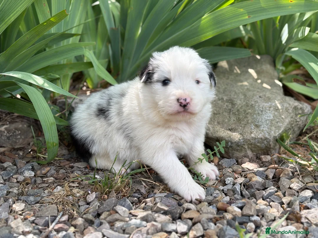 Border Collie perros en venta: 🐾 Border Collie tranquilos y equilibrados 🐾 - Anuncio 6