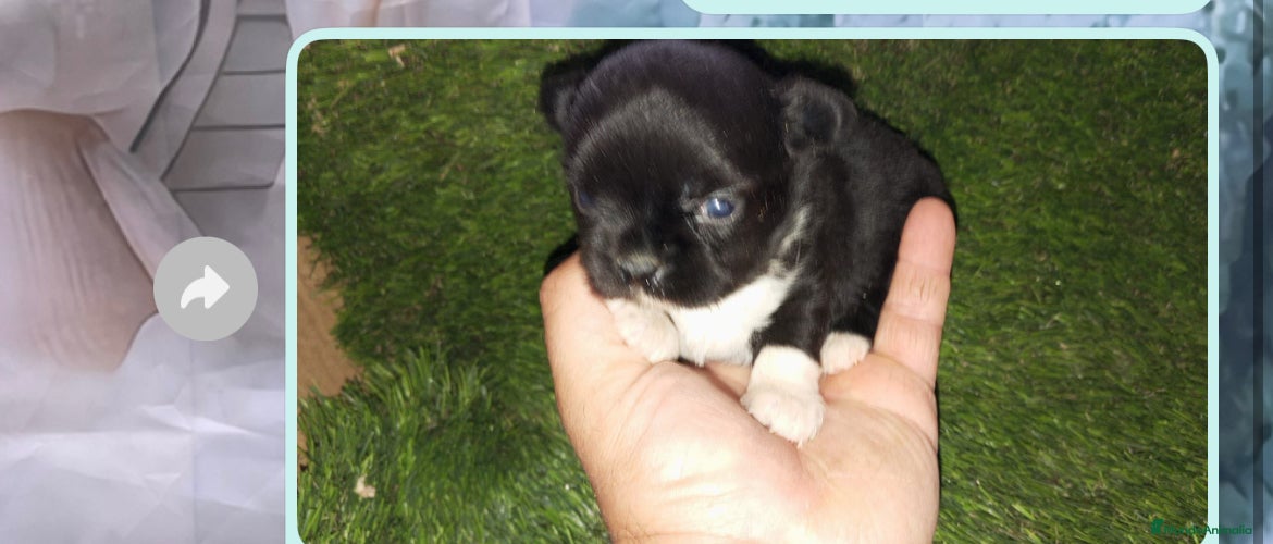 Chihuahua perros Chihuhua mini - Anuncio 1