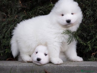 Samoyedo perros Hembras Samoyedo - Anuncio 1