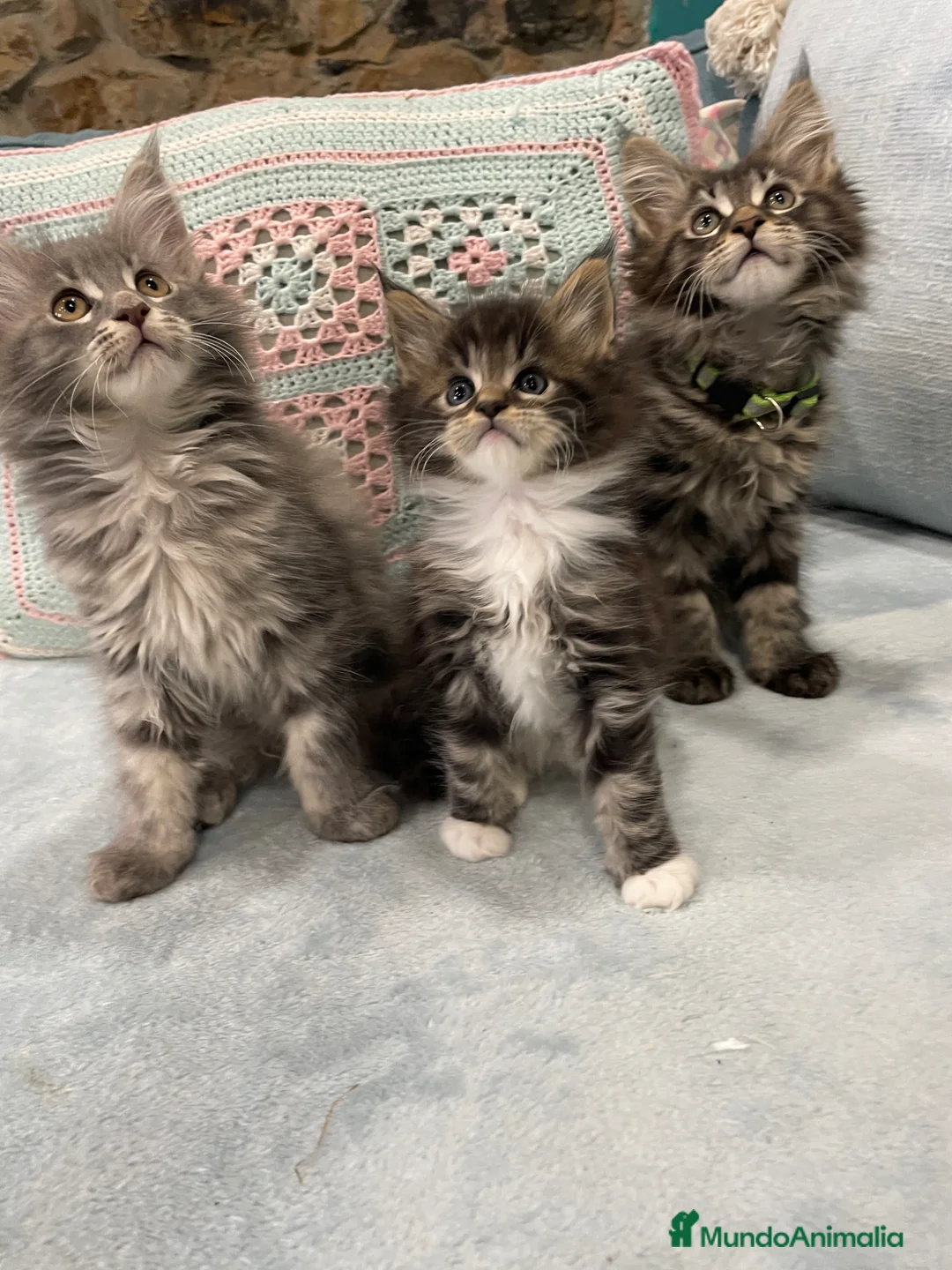 Maine Coon gatos en venta: Black blotched tabby - Anuncio 14