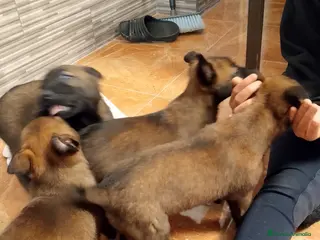 Pastor Belga Malinois perros Pastor Belga Malinois - Anuncio 3