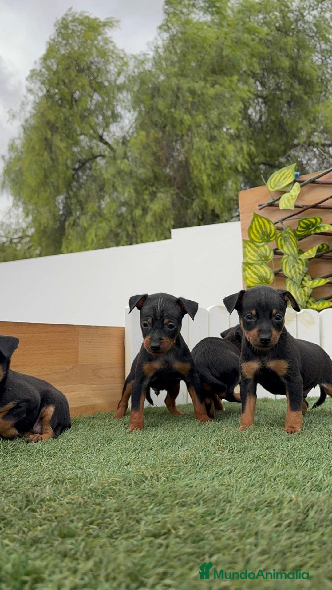 Pinscher Miniatura perros en venta: PINSCHER MUNIATURA - Imagen 9