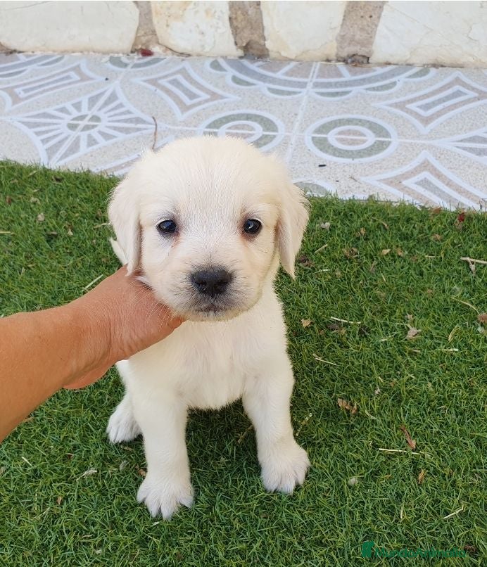 Golden Retriever perros Golden Retriever Belleza - Anuncio 2