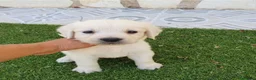 Golden Retriever perros en venta: Golden Retriever Belleza - Anuncio 6