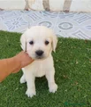 Golden Retriever Cachorro 9