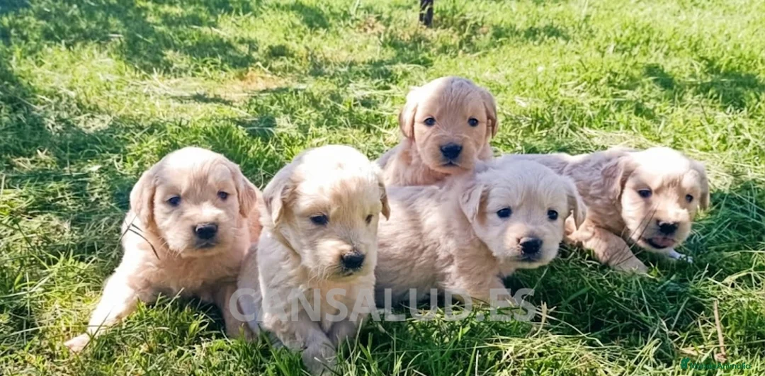 Golden Retriever perros en venta: Golden retriever - Anuncio 1