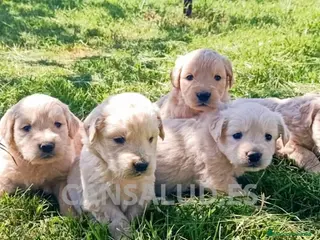 Golden Retriever perros Golden retriever - Anuncio 3