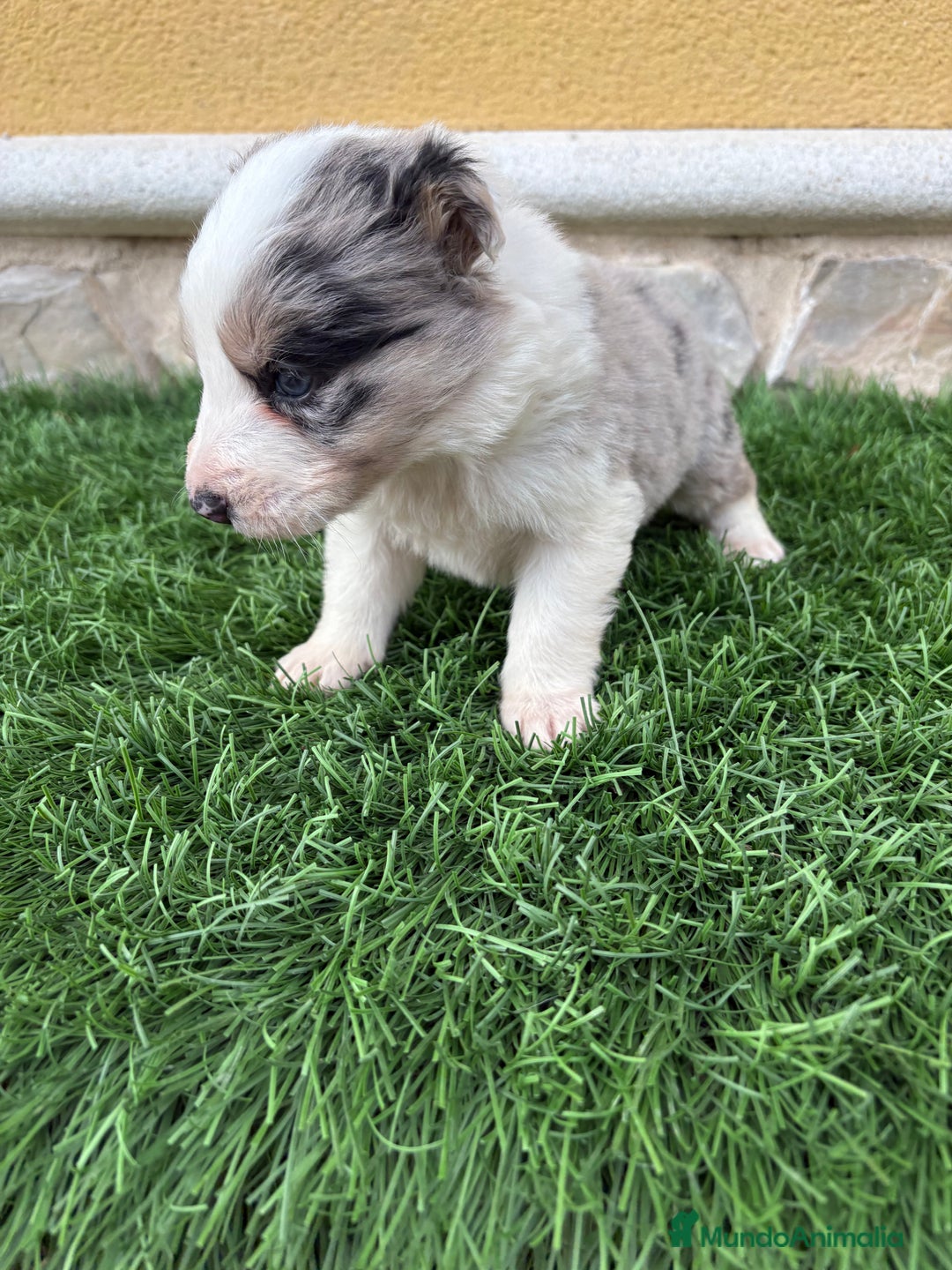 Border Collie perros en venta: Border Collie macho Merle precioso - Anuncio 3