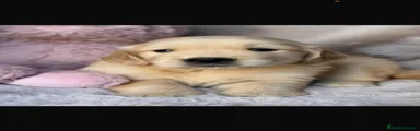 Golden Retriever 4