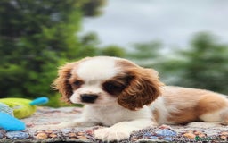 Cavalier King Charles Spaniel perros en venta: CAVALIER BLENHEIN Y TRICOLOR MACHO - Imagen 2