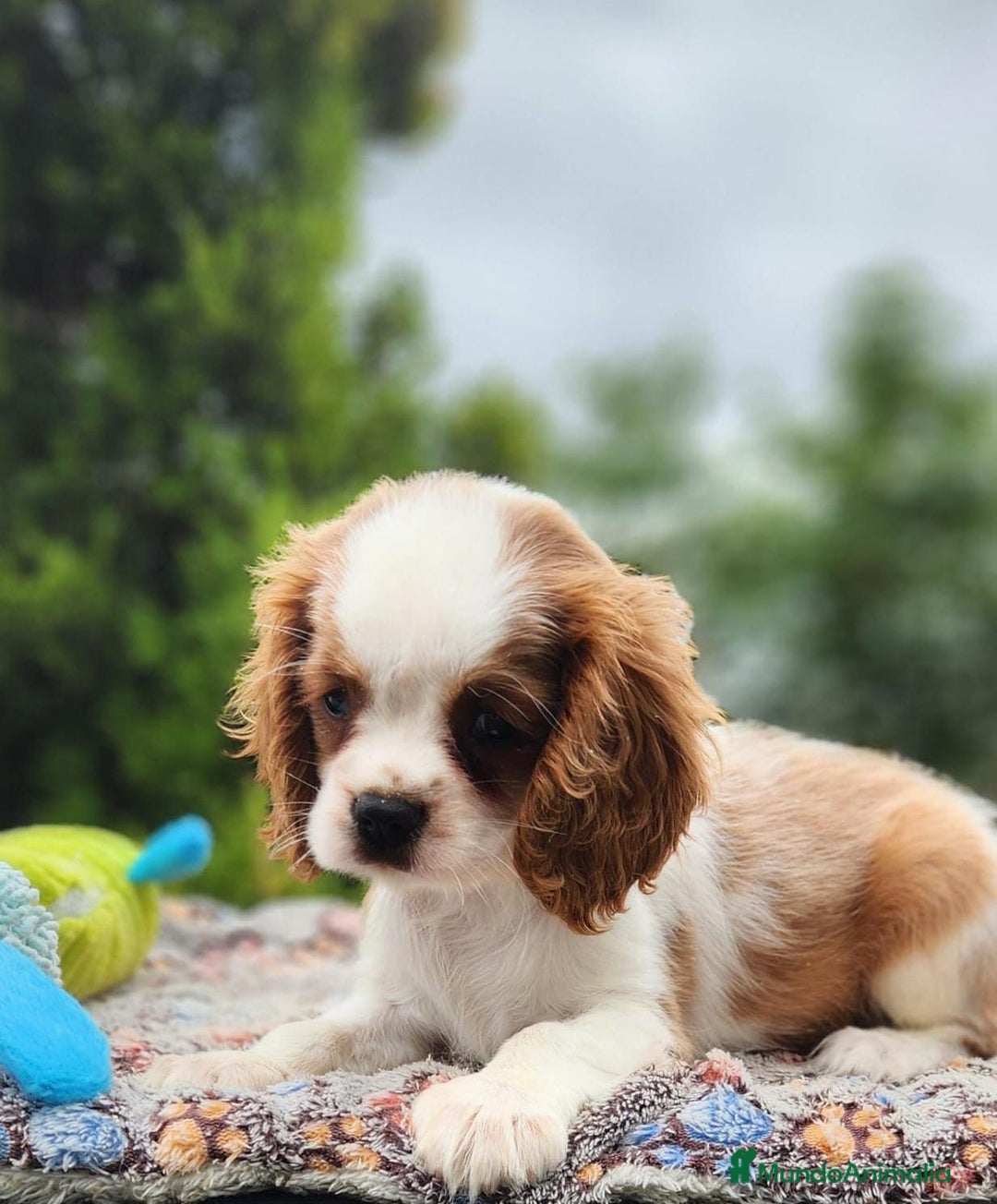Cavalier King Charles Spaniel perros en venta: CAVALIER BLENHEIN Y TRICOLOR MACHO - Imagen 2
