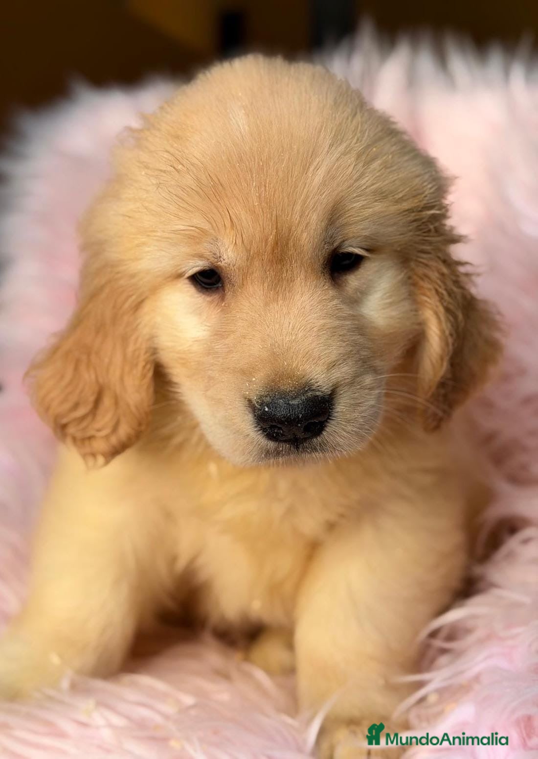 Golden Retriever perros Golden retriever - Anuncio 1