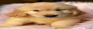 Golden Retriever 1