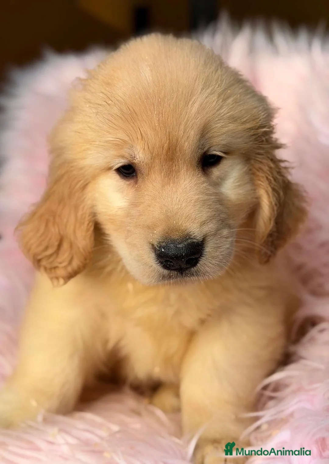 Golden Retriever perros en venta: Golden retriever - Anuncio 1