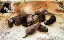 Mastín Español perros en venta: Cachorros Mastin Español Autoctono Ganadero - Imagen 2