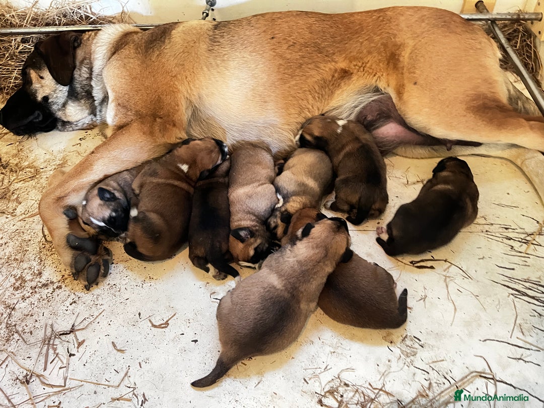Mastín Español perros en venta: Cachorros Mastin Español Autoctono Ganadero - Imagen 2