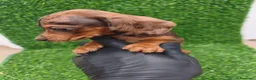 Teckel Miniatura perros en venta: Teckel miniatura toy - Anuncio 10