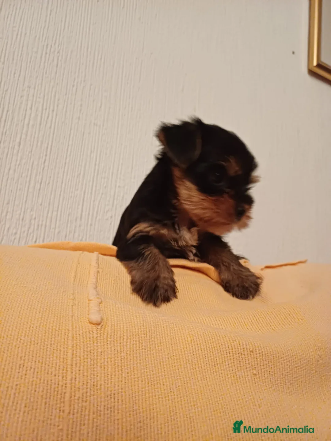 Yorkshire Terrier perros en venta: Yorkshire Toy listos para entregar  - Anuncio 4