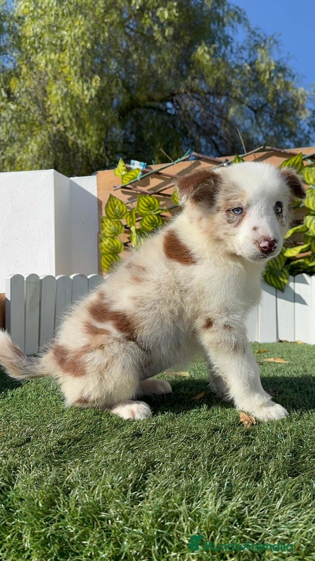 Border Collie perros en venta: BORDER COLLIE - Anuncio 29